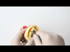 Учебная модель зубов для стоматологии, 28 зубов с винтом, модель челюсти для стоматологического восстановления, для вас