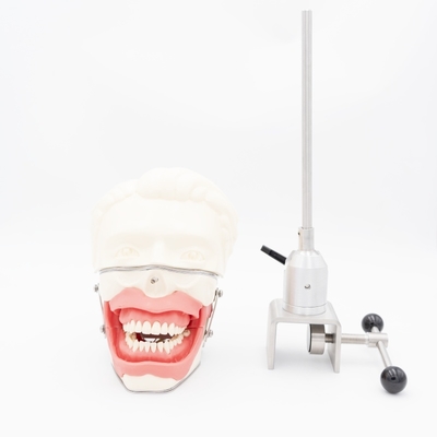 Учебный реалистичный макет для анестезии полости рта, имитация десны и челюсти для отработки инъекций, модель проводниковой анестезии в стоматологии
