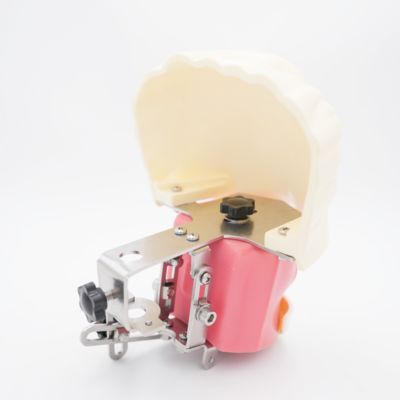 Усовершенствованная оральная голова призрака стоматологическое обучение голова модель стоматологической школы настольная практика стоматологическое обучение симулятор