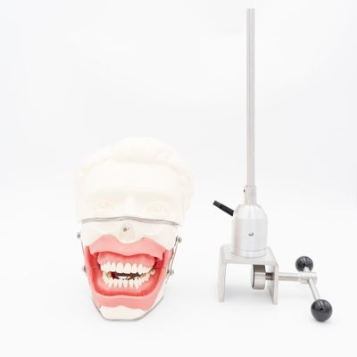 Модель экстракции зубов с анестезией, модель для обучения инъекциям анестезии в стоматологической школе, симулятор оральной анестезии