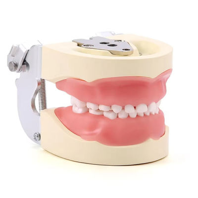 Хорошая цена. Отсоединяемые 24 шт. Детские зубы Модель из смолы Дети Зубы Модель тренировки онлайн